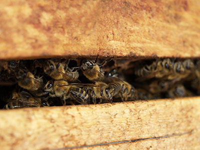 All'Università di Teramo un corso di formazione in apicoltura